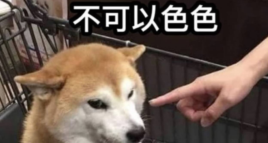 主人曬最後幽默公告宣布「回歸汪星球」！「不可以色色」迷因柴犬 Pon 離世