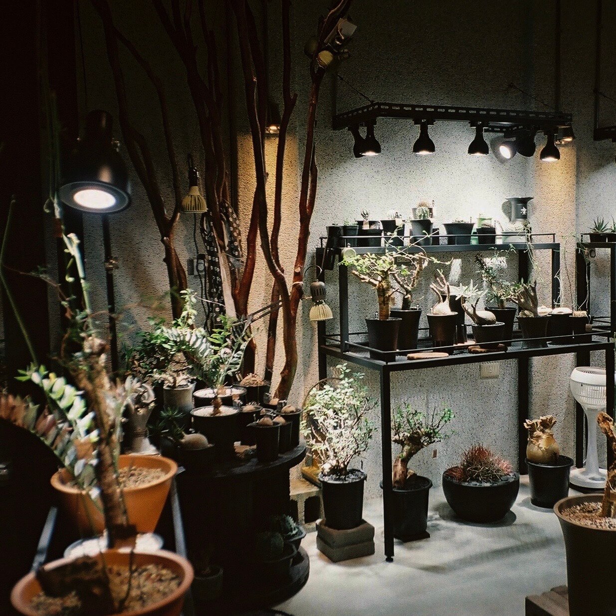 提倡傳統現代的結合!台南塊根植物店「椮南植物」邀日本陶瓷藝術